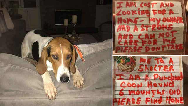 Puppy found abandoned with heartbreaking note in western Michigan