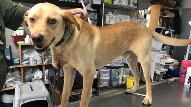 Dog found with carabiner through his neck; nearly $10K offered for help finding culprit