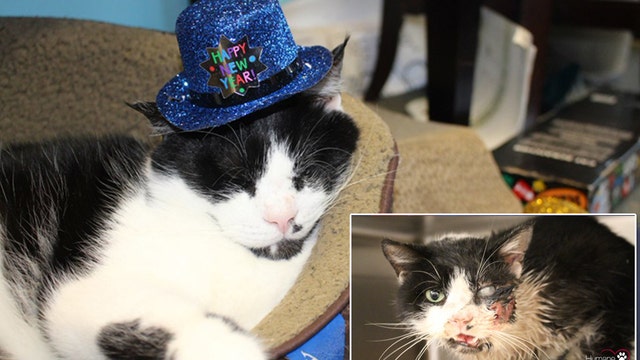 Bart, the 'Zombie Cat' appears in photo fluffy and healthy