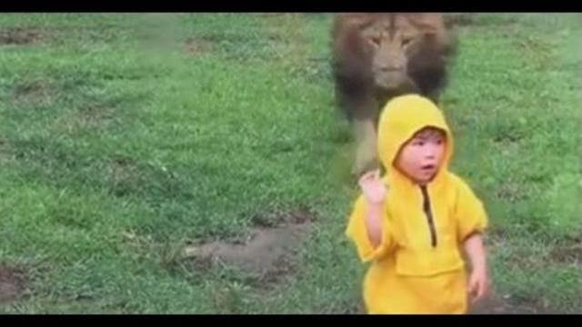 CAUGHT ON CAMERA: Lion charges at boy at zoo, slams into glass enclosure