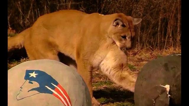 Zoo animals pick Super Bowl winners