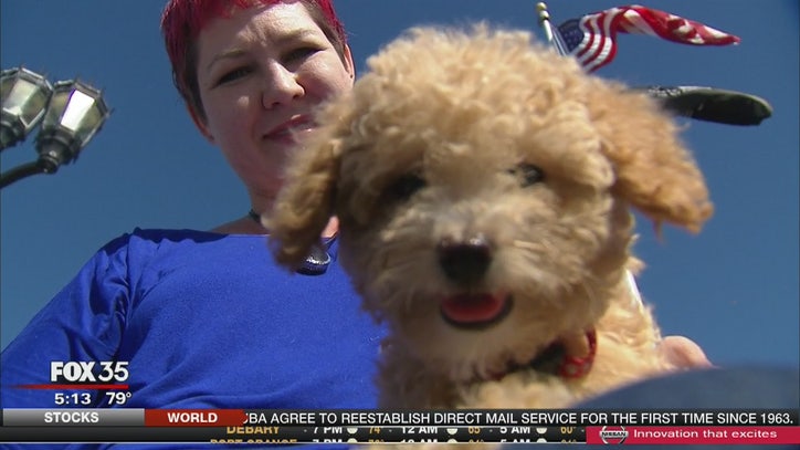 mini labradoodle craigslist