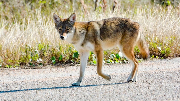 Red wolf DNA in Galveston coyote population | FOX 26 Houston