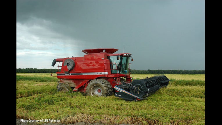 Harvest in the rain - Photo by LSU Agcenter USA Rice