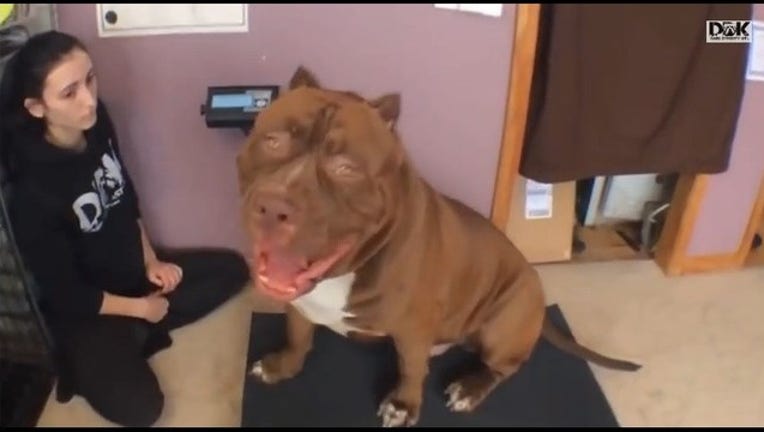 World's biggest pit bull? | FOX 26 Houston