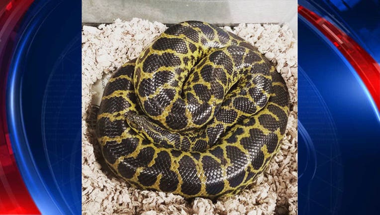 1742c2e6-Yellow_Anaconda_Toilet_1483481386248-401720.jpg
