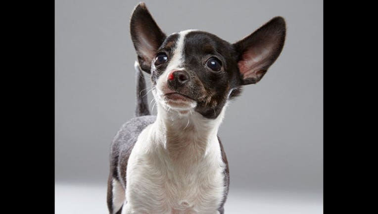 5e491cc7-PUPPY BOWL XIII_1486314508638