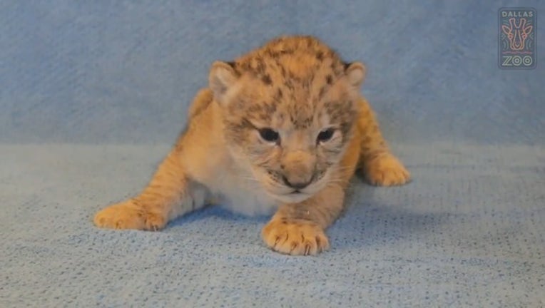 c01dbe35-DALLAS ZOO LION CUB_mp4_00.00.01.16_1563579553416.png-409650.jpg