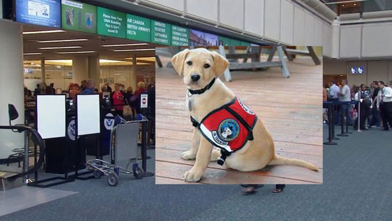 what are tsa dogs trained for