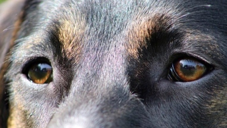 783af136-DOG EYES Generic-401096-401096