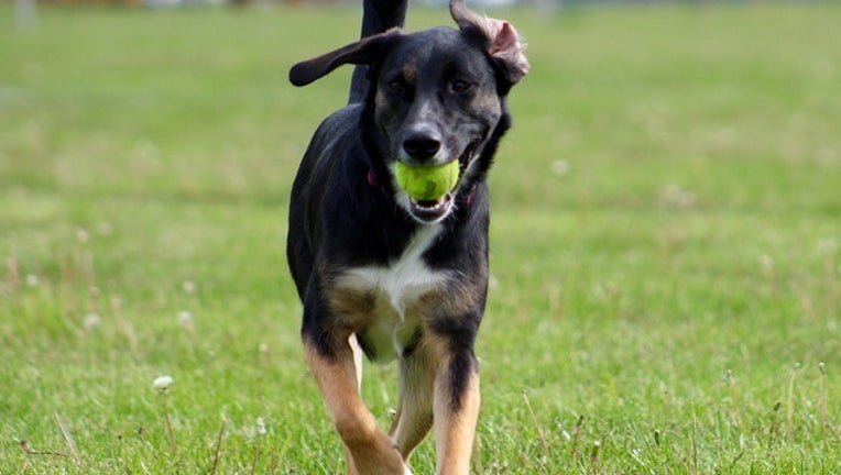 8aaa34b1-Dog Running_1490719145329-401096.jpg