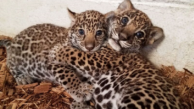 e9c80a92-Elmwood Park Zoo jaguar cubs_1488986284031-401096.png