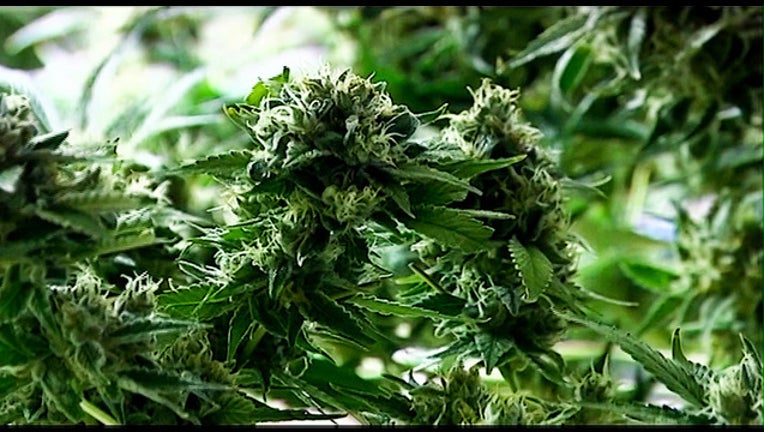 FOX - KRIV - marijuana_1550774875453.jpg.jpg