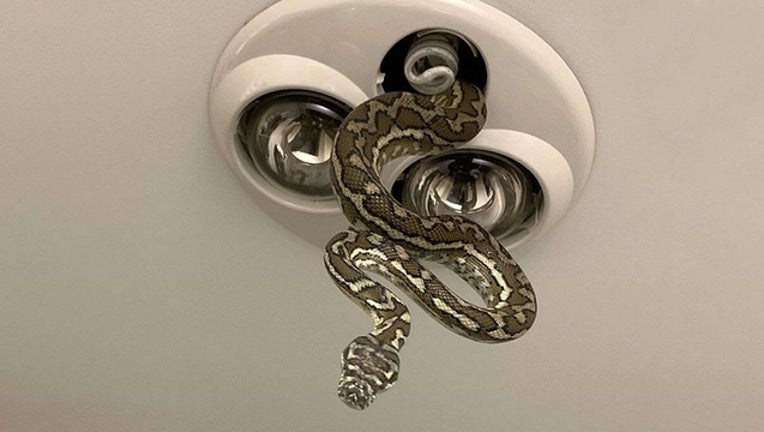 65cb1808-FOX NEWS_SNAKE IN CEILING LIGHT_1565375870464.jpg-402429.jpg