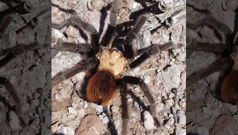 0472ff5b-FOX tarantula 110218_1541185696460.jpg-408200.jpg
