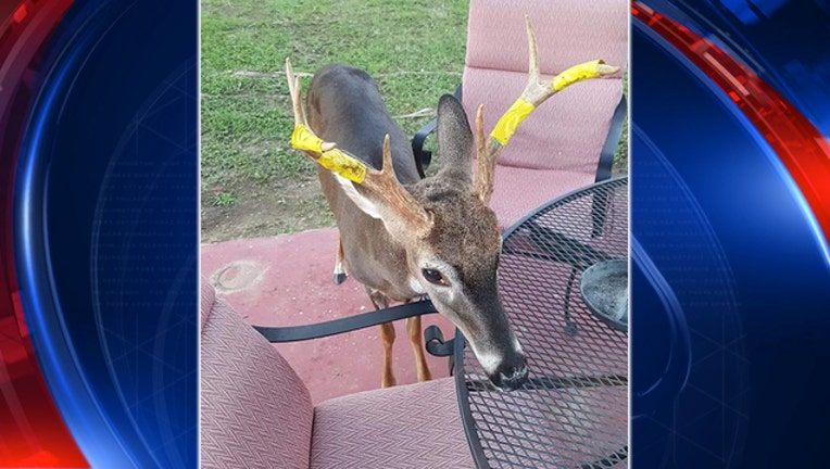 a6dc0aaa-Facebook_South Carolina Pet Deer_102418_1540396925062.jpg-403440.jpg