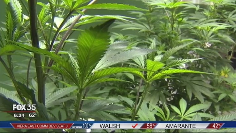 4d514a96-Florida_voters_approve_marijuana_amendme_0_20161109113857-402429