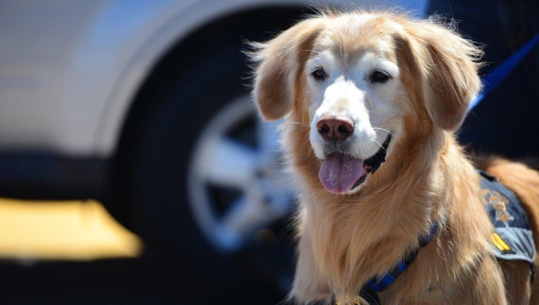 4dd27890-Fozzie portrait_1507851474281-408200.jpg