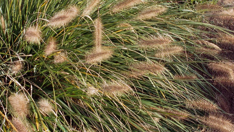 GETTY--Foxtail-Fountain-Grass_1562005796549-407068.jpg