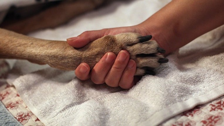 0701fd63-GETTY dog paw_1558533132181.png-402429.jpg