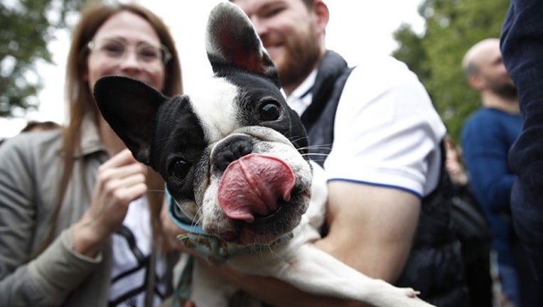 73f48d1c-GETTY dog_1568204855701.png-402429.jpg