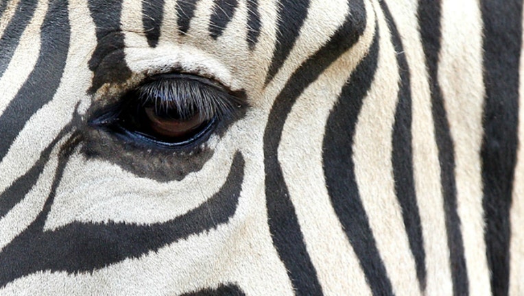 d49e27e0-GETTY zebra_1548881827242.jpg-404023.jpg