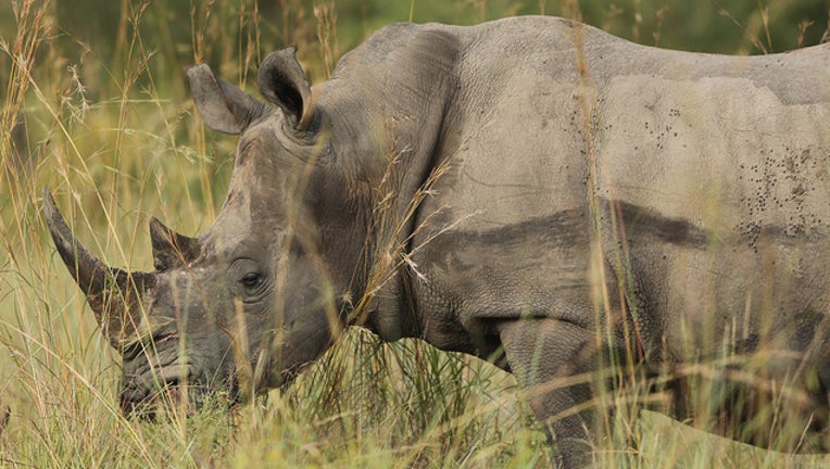 8656db7c-GETTY IMAGES 73175611_1554601094903-401385