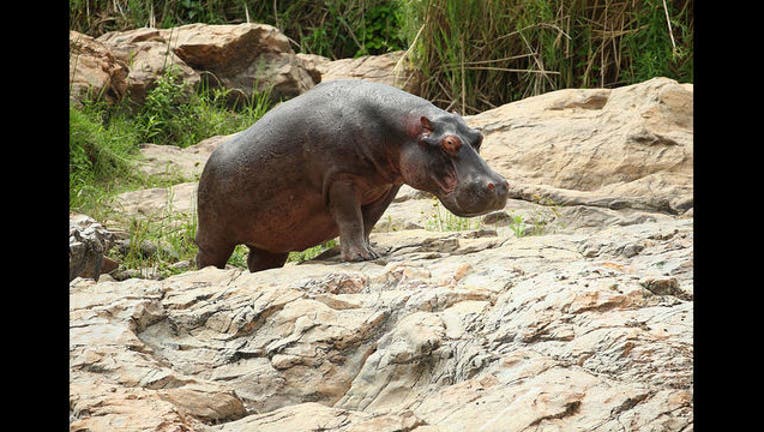 Hippo - GETTY-407068