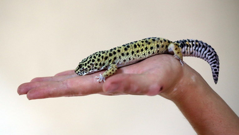 06e280af-GETTY Gecko on Palm 100918-408200