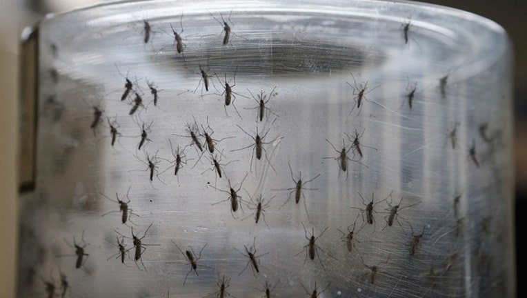 4068dfc8-GETTY Aedes Aegypti 040119-408200