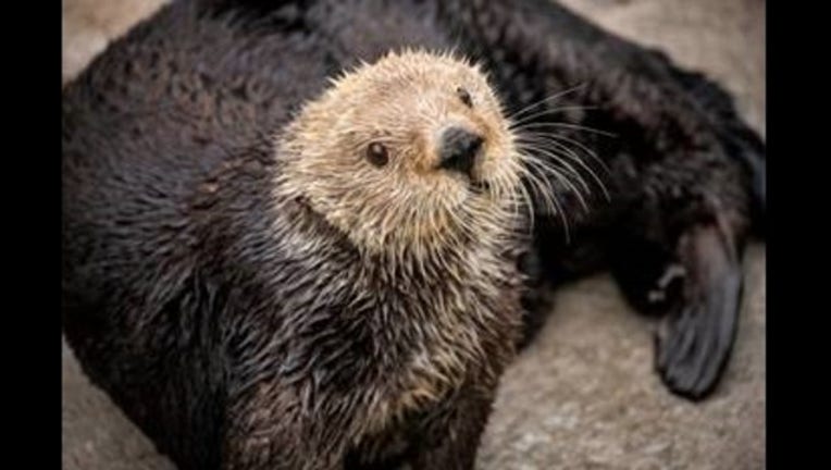 ab2ade22-Gidget sea otter monterey_1549314801039.jpg-405538.jpg