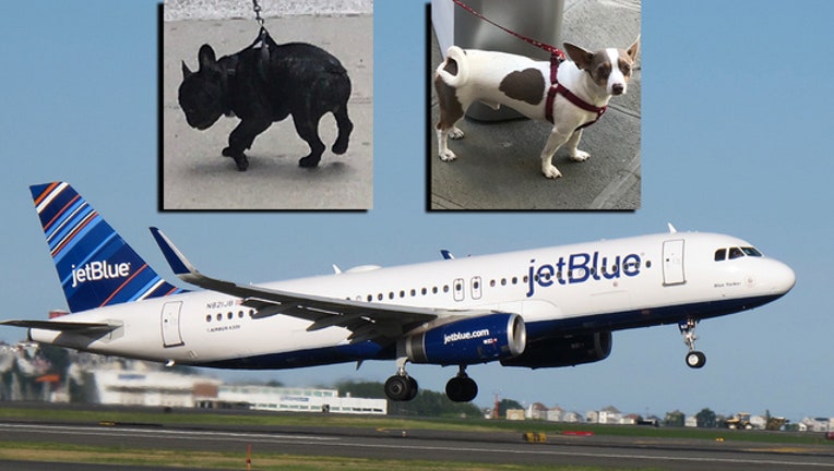 Jetblue emotional deals support dog
