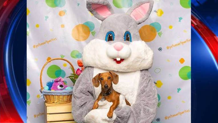 21751b5b-KSAZ PetSmart Easter Photos_1555167643819.jpg-408200.jpg