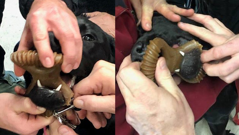 3fb46052-KTBC dog stuck on chew toy 1302019_1548881808697.jpg-407693.jpg