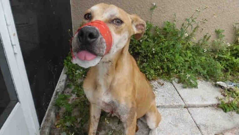 ca474f4f-LEE COUNTY SO FB_dog mouth tapped shut_022819_1551373159037.png-402429.jpg
