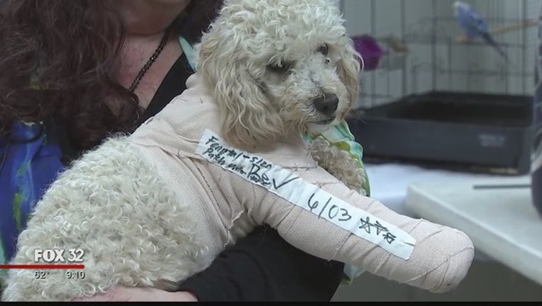 bfe16525-Man_charged_with_dropping_2_poodles_five_0_20170523025920-404023