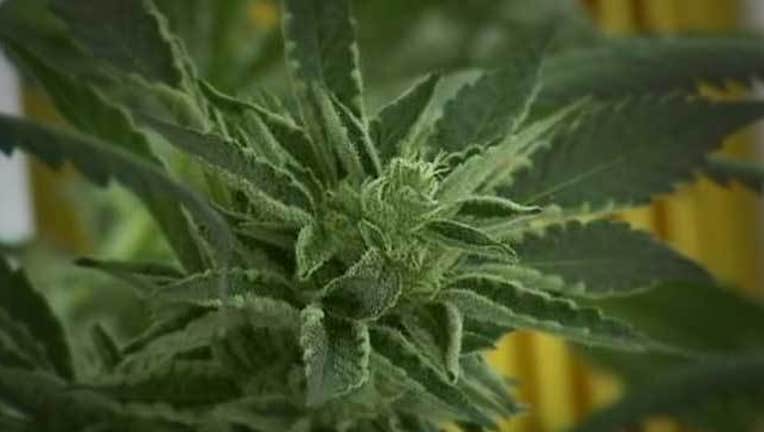 bf2cdeab-Marijuana-407693
