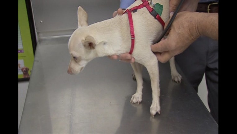 7e1a9403-PET_OWNERS_USING_ANIMALS_TO_GET_OPIOIDS__FILE___3RBB122A.mpg.00_00_15_23.Still002_1534478157858-401385.jpg