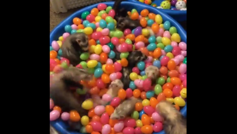 83b652ff-Ferrets playing-401385