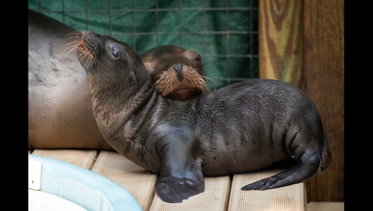 994592af-Sea Lion Baby 2016-0001-3488_1467835097469.jpg