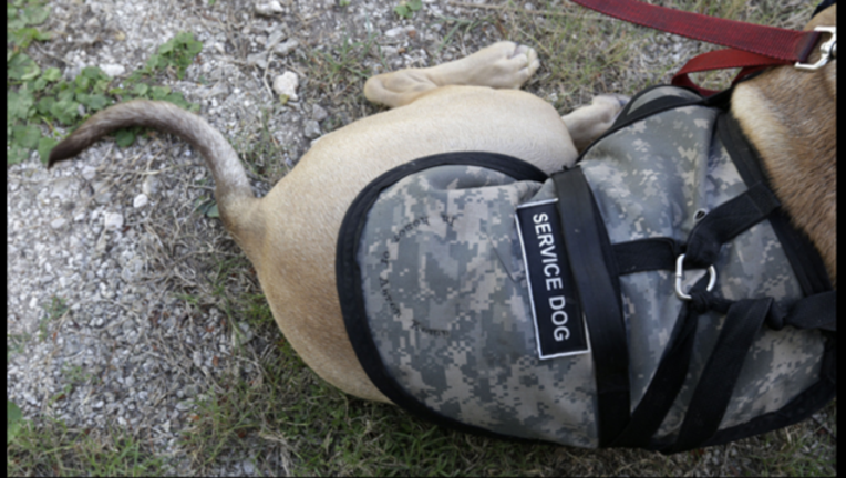 3fe5ae3c-Service Dog_1505873910769.png