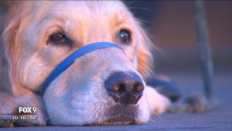 118afab5-Service_dog_helps_veteran_with_PTSD_0_20161111044146-409162-409162