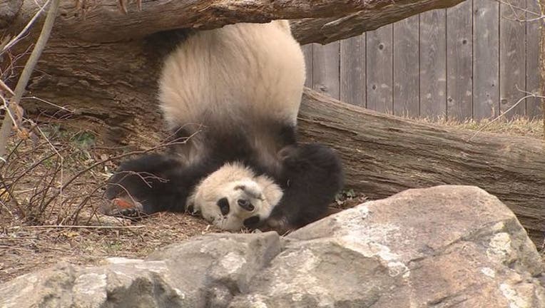 bea7106c-Bao Bao 022217-401720