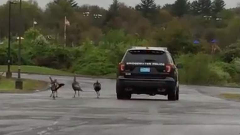 5ad1064c-TURKEYS CHASE POLICE_1508363301357-401385.png