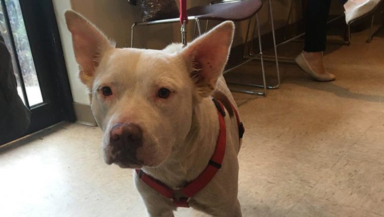 72d5675c-Vets4Pets via Storyful_1527213156050.jpg.jpg