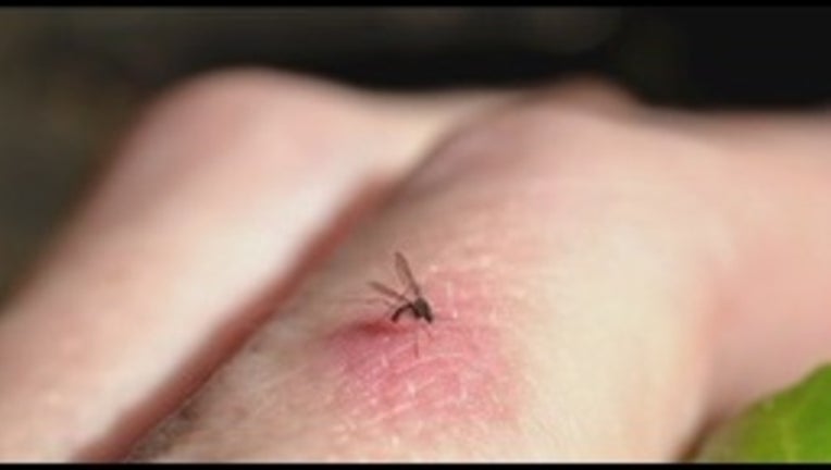 93dbb5ed-Zika_virus_ mosquito  clean