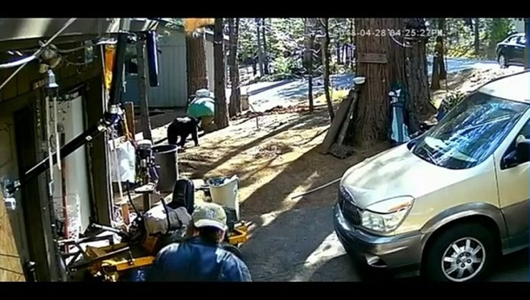 6d56e1cc-bear hide and seek_1525299924983.PNG-405538.jpg