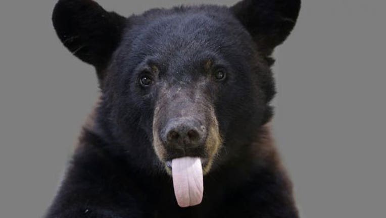 b511e943-black-bear_1466191202678-407693.jpg