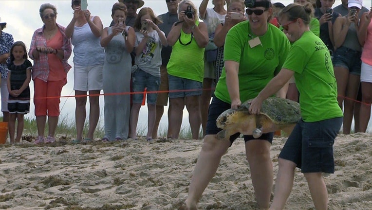 49722c63-brevard-zoo-turtle-rehab_1492116570355-402429.jpg