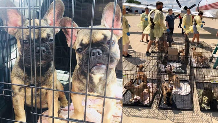 Dozens Of French Bulldog Puppies Found Caged In Hot Moving Van